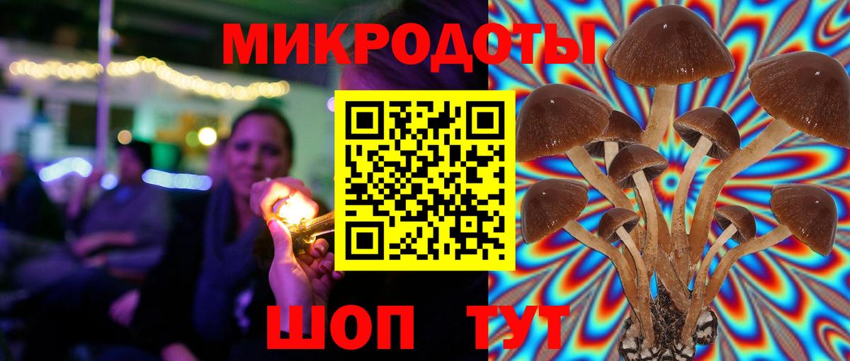 Псилоцибиновые грибы Psilocybe Стрежевой